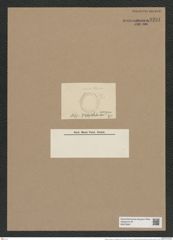 Melosira sulcata var. hexagona Grun. (de-Toni-Nr.: Genus 213, Species 5403) Zeichnungen Sammlung Grunow Nr. 9291 (NHMW-BOT-W0379091)